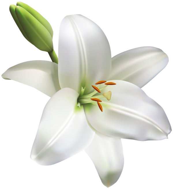 Transparent Madonna Lily Flower Lilies Lily for Easter