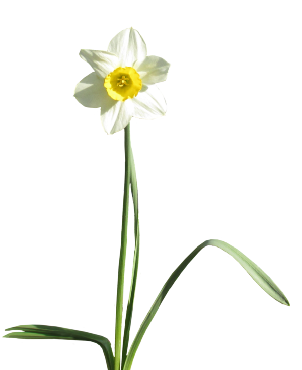Transparent Daffodil Plant Cut Flowers Flora for Easter
