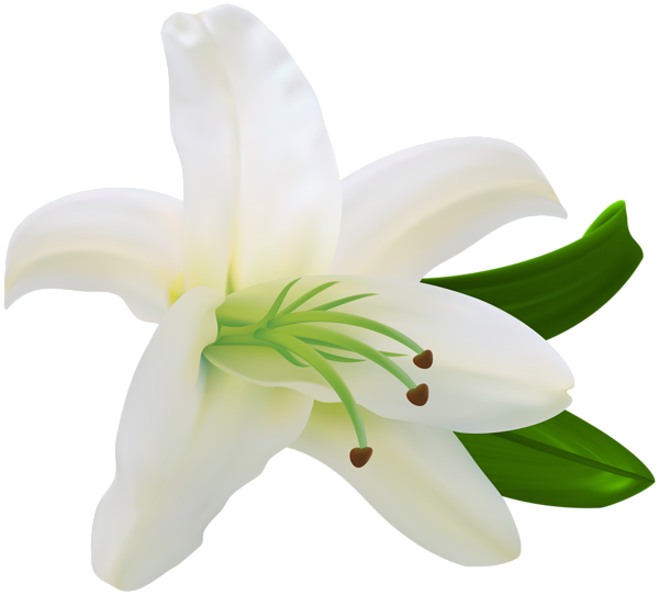 Transparent Flower Easter Lily Lilium Stargazer Plant for Easter