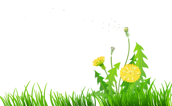 Transparent Dandelion Meadow Grass Flower for Easter