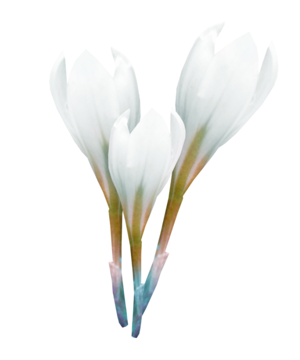 Transparent Crocus Spring Flower Iris Family Plant for Easter