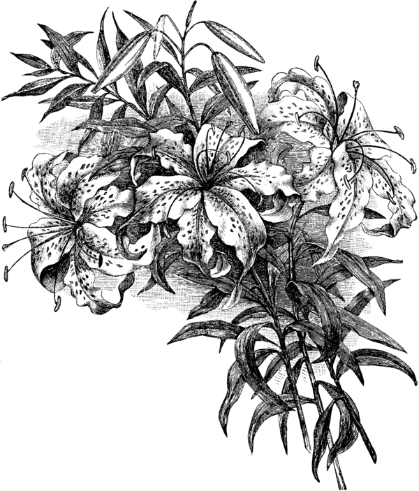 Transparent Floral Design Drawing Easter Lily Flower Plant for Easter