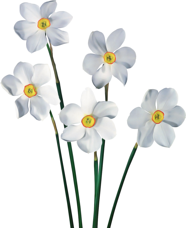 Transparent Daffodil Flower Lily Narcissus for Easter