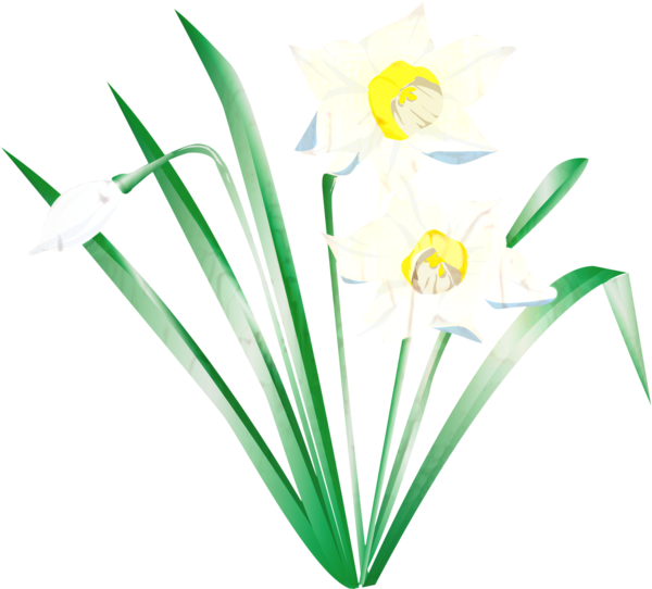 Transparent Flower Daffodil Petal Green Plant for Easter