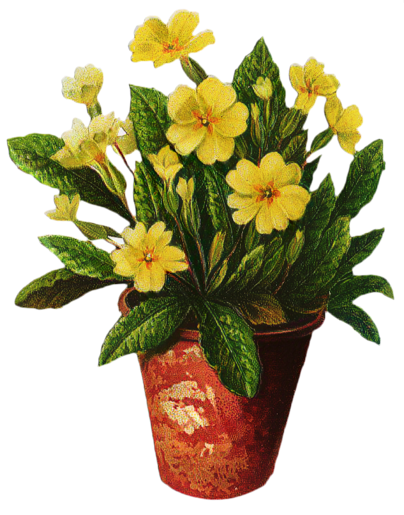 Transparent Flower Floral Design Primrose Flowerpot for Easter