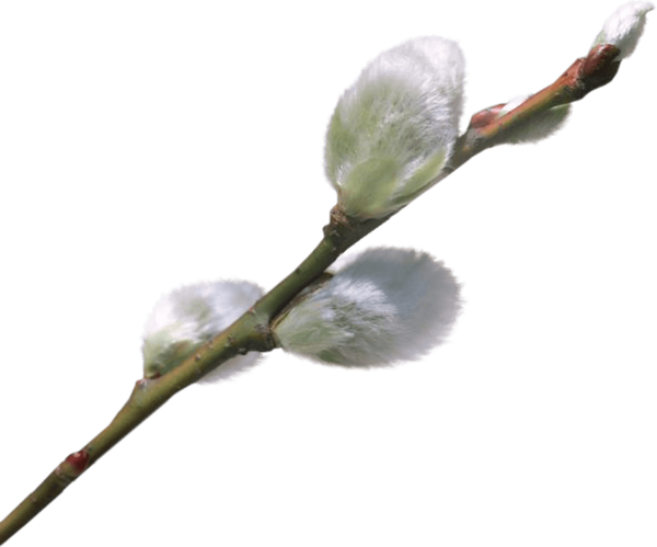 Transparent Willow Palm Sunday Catkin Flower Bud for Easter