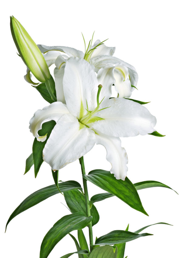 Transparent Lilium Candidum Tiger Lily Flower Plant for Easter