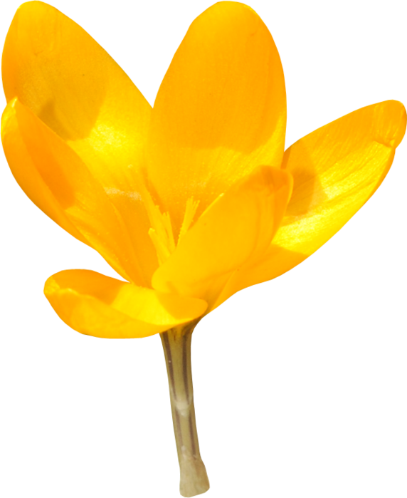Transparent Flower Crocus Easter Plant for Easter