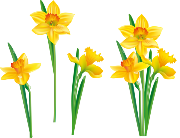 Transparent Flower Daffodil Tulip Plant for Easter