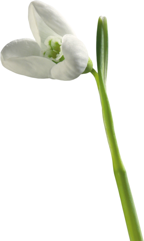 Transparent Snowdrop Jonquil Flower Plant for Easter