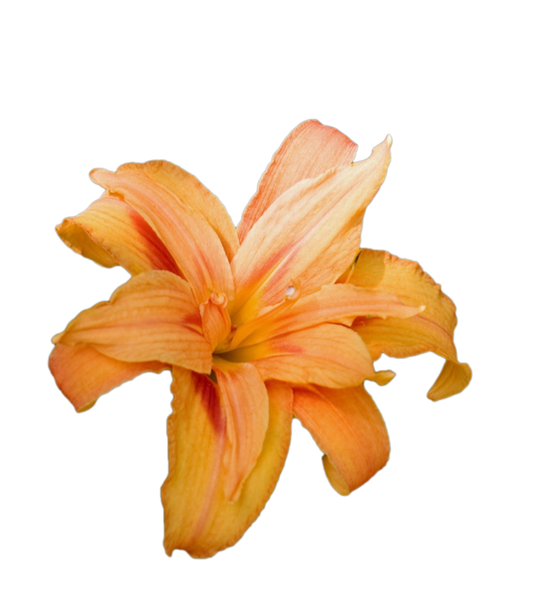 Transparent Lilium Bulbiferum Tiger Lily Easter Lily Plant Flower for Easter
