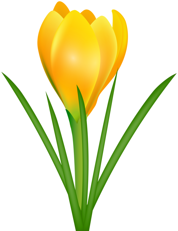 Transparent Crocus Flavus Crocus Vernus Crocus Chrysanthus Plant Flower for Easter