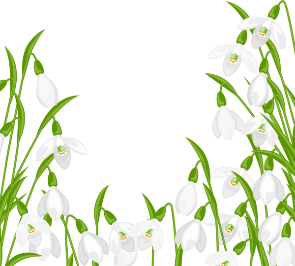 Transparent Snowdrop Flower Crocus Vernus Plant Flora for Easter