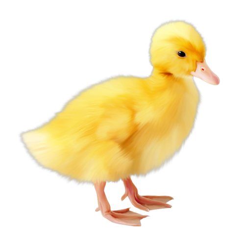 Transparent Computer Image Editing Easter Poultry Water Bird for Easter