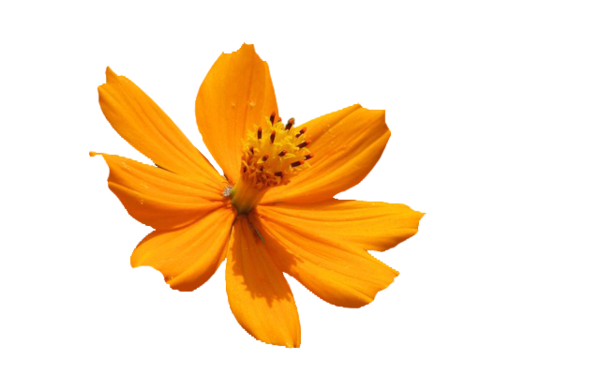 Transparent Petal Daisy Family Common Sunflower Flower Orange for Easter