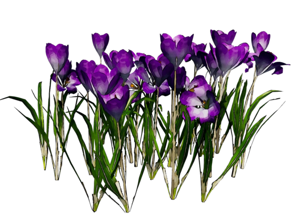 Transparent Crocus Floral Design Cut Flowers Flower Plant for Easter