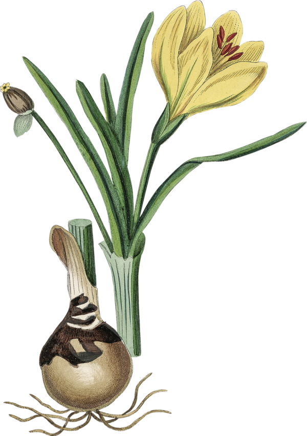 Transparent Daffodil Bulb Autumn Flower Plant for Easter