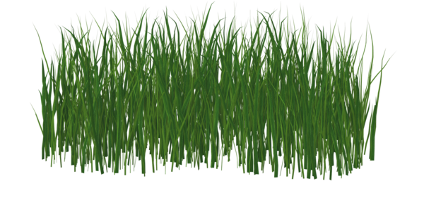 Transparent Grasgroen Lawn Green Plant Chrysopogon Zizanioides for Easter
