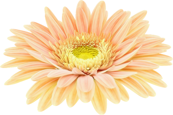 Transparent Transvaal Daisy Chrysanthemum Author Flower Yellow for Easter