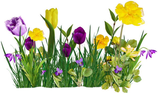 Transparent Flower Tulip Cut Flowers Plant for Easter