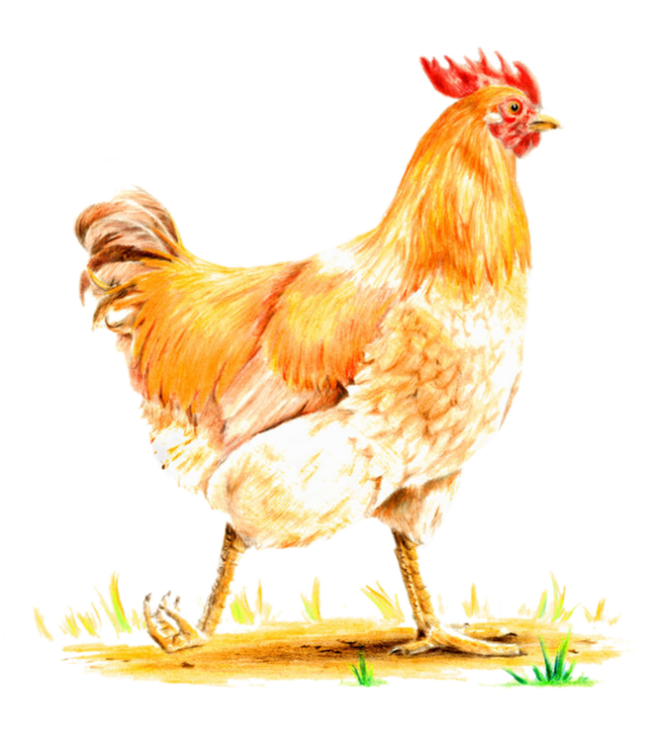 Transparent Rooster Hen Kifaranga Chicken Bird for Easter