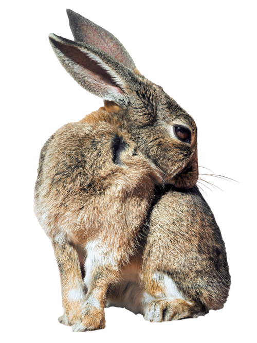 Transparent Holland Lop Hare Easter Bunny Wildlife Fur for Easter