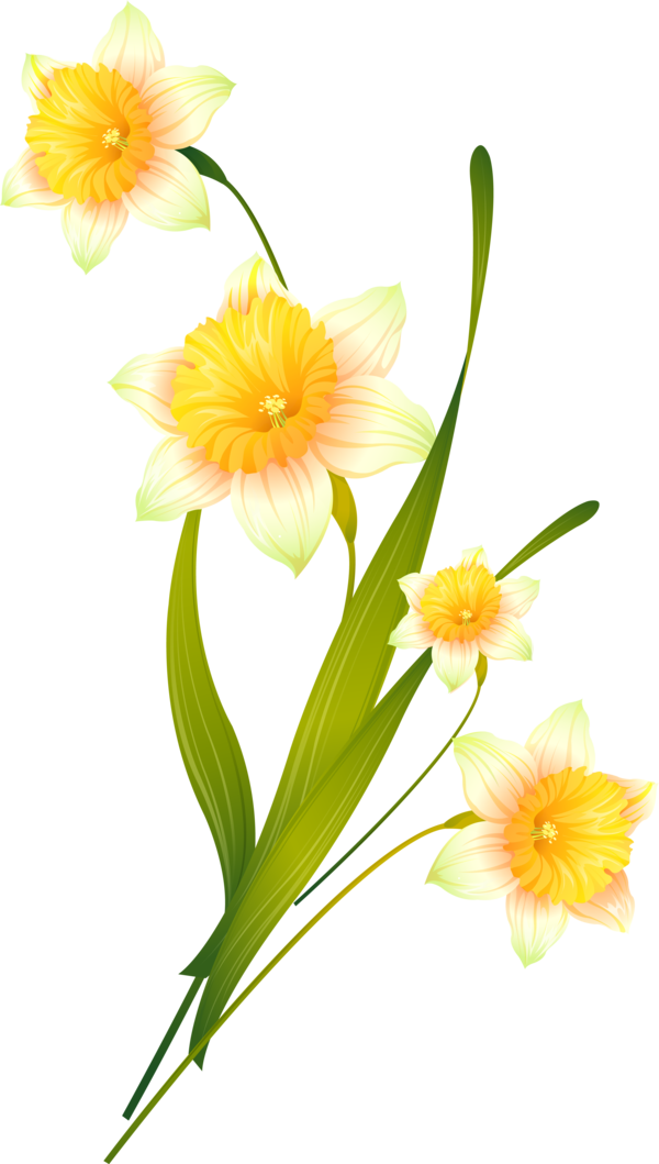 Transparent Floral Design Daffodil Scrapbooking Plant Flower for Easter