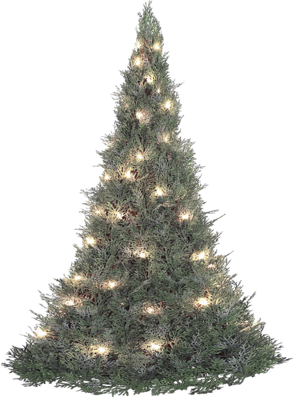 Transparent Christmas Tree Fir Tree Pine Family for Christmas