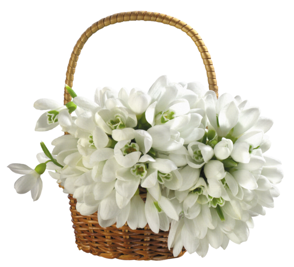 Transparent Basket Flower White Plant for Easter
