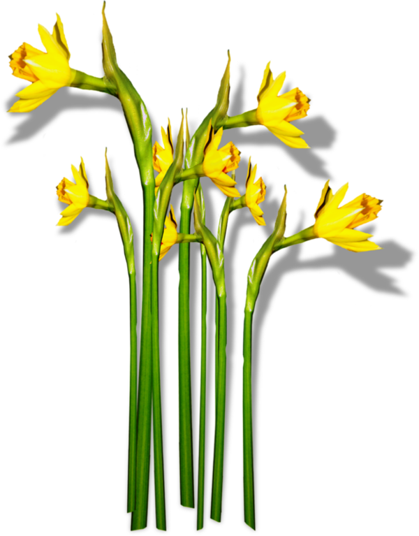 Transparent Daffodil Flower Narcissus Plant Flora for Easter