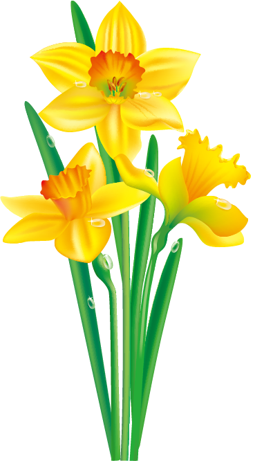 Transparent Daffodil Flower Drawing Plant for Easter