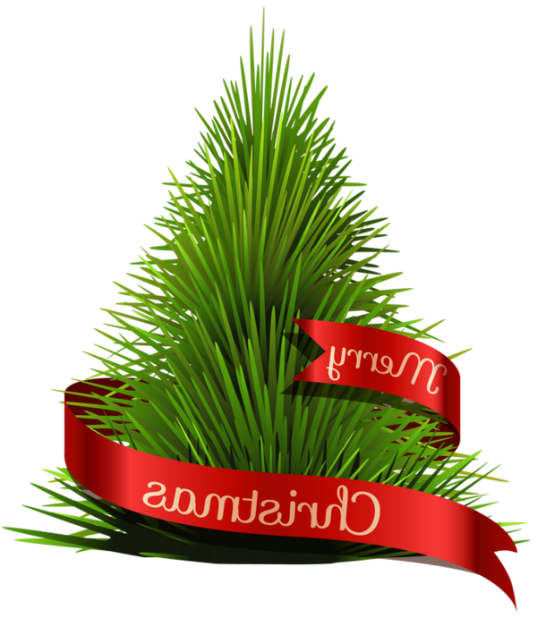 Transparent Christmas Tree Christmas Tree Evergreen Pine Family for Christmas