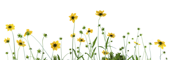 Transparent Oxeye Daisy Chamomile Roman Chamomile Plant Flower for Easter