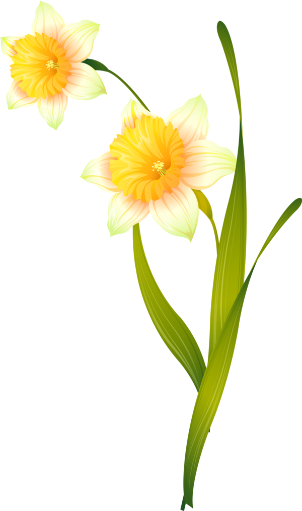 Transparent Daffodil Cut Flowers Amaryllis Flower Plant for Easter