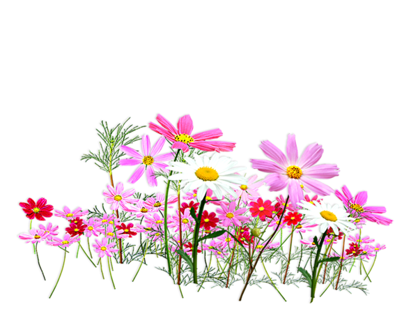 Transparent Flower Cut Flowers Color Meadow Garden Cosmos for Easter