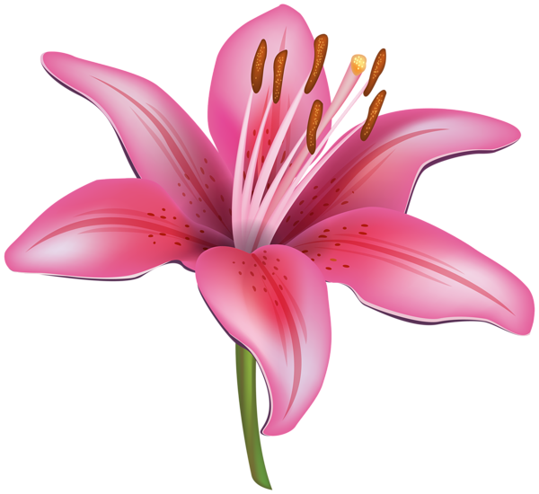 Transparent Flower Easter Lily Tiger Lily Pink Plant for Easter