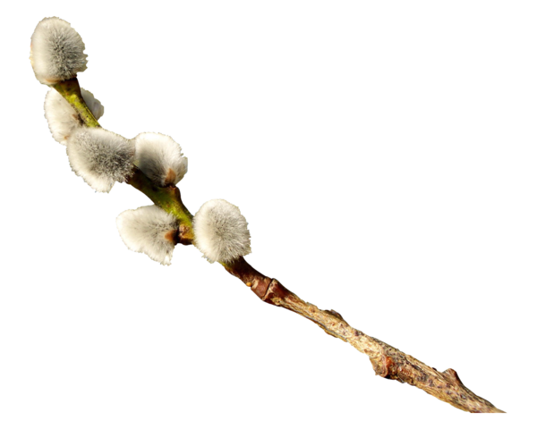 Transparent Catkin Easter Willow Branch Twig for Easter