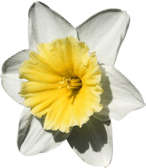 Transparent Daffodil Flowers Trees Author Plant Flower for Easter