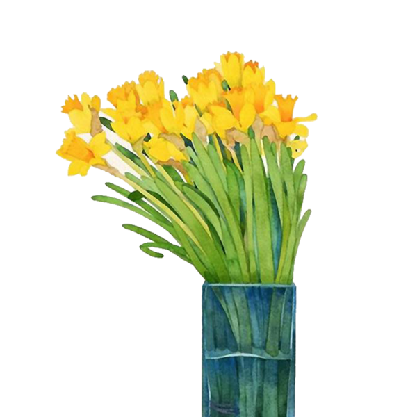 Transparent Narcissus Watercolor Painting Daffodil Plant Flower for Easter