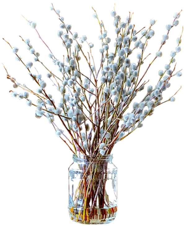 Transparent Willow Tulip Flower Plant for Easter