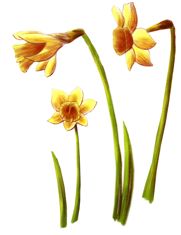 Transparent Flower Daffodil Wildflower Plant for Easter