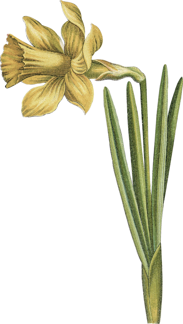 Transparent Daffodil Bulb Narcissus Flower Plant for Easter
