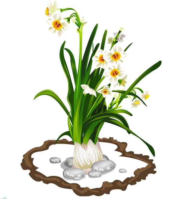 Transparent Narcissus Tazetta Narcissus Floral Design Petal Plant for Easter