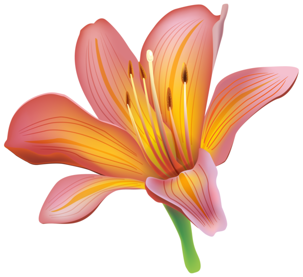 Transparent Tiger Lily Easter Lily Lilium Bulbiferum Plant Flower for Easter