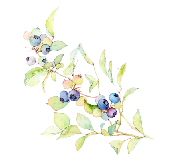 Transparent Blueberry Bilberry Gratis Flora Leaf for Easter