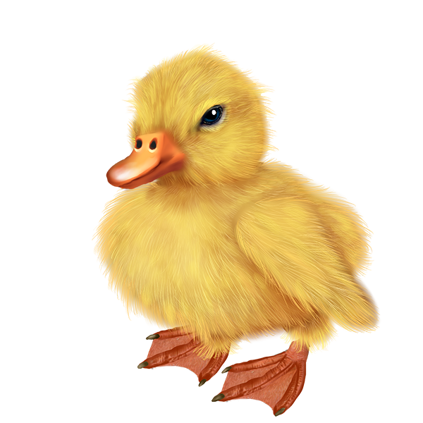 Transparent Duck Bird Drawing Poultry Water Bird for Easter