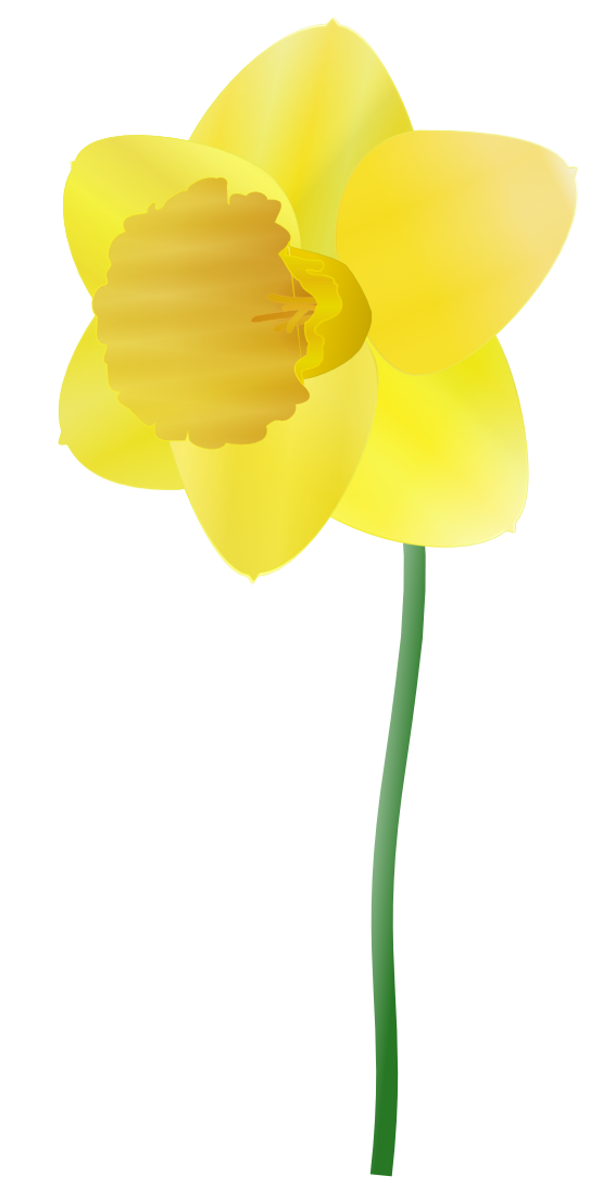 Transparent Daffodil Drawing Cartoon Plant Flower for Easter