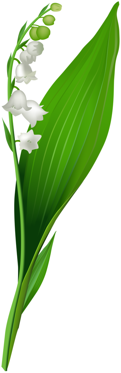 Transparent Lily Of The Valley Flower Crocus Vernus Plant Flora for Easter