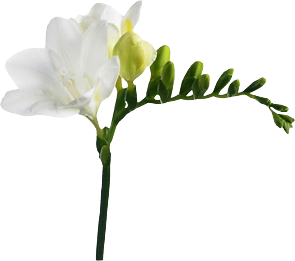Transparent Flower Freesia White Plant for Valentines Day
