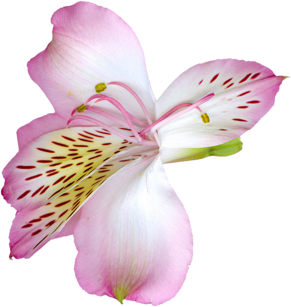 Transparent Tiger Lily Easter Lily Flower Pink Iris Family for Valentines Day
